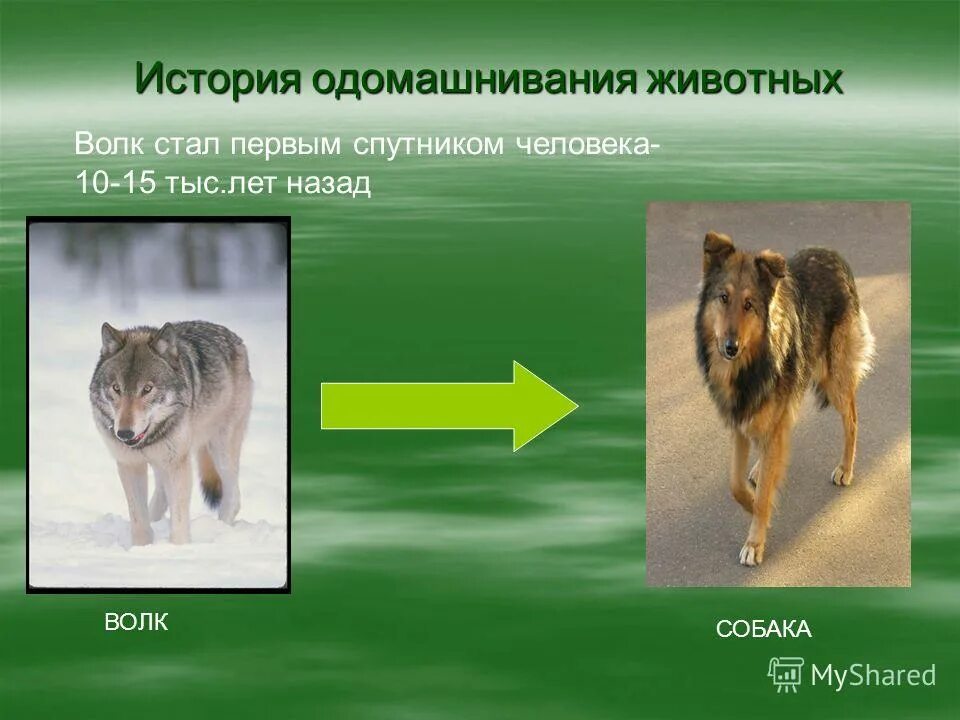 продолжительность жизни волеп. животные россии волк. продолжительность жизни волеп. сколько живёт волк в природе. время волков сериал.