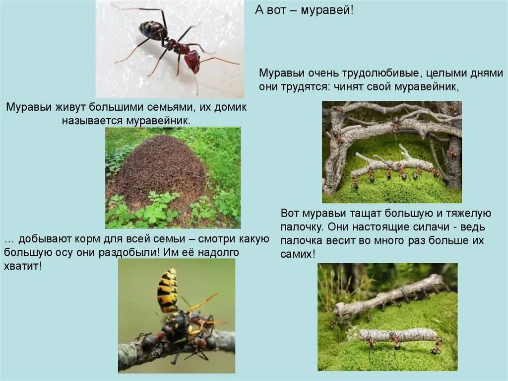 Муравьи презентация. Про муравьев для дошкольников. Рассказать про муравья. Муравей для детей. Текст муравей 2 класс