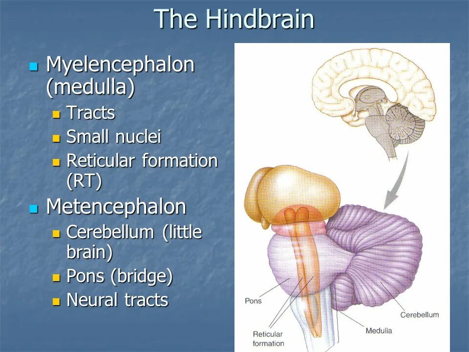 Myelencephalon Metencephalon. Myelencephalon анатомия. Metencephalon анатомия. Metencephalon латынь. Little brain