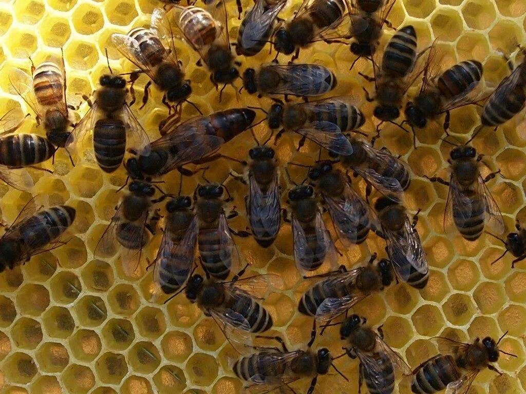 Различия пчел. Пчела Карпатка. Пчелопакеты Карпатка. Среднерусская пчела и Карпатка. Пчеломатка Среднерусская.