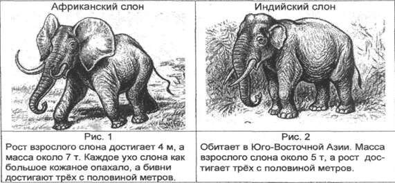 Африканский и индийский слон. Индийские слоны и африканские слоны. Африканский и индийский слон различия. Слоны индийские и африканские сравнение. Чем отличается индийский слон от африканского 1