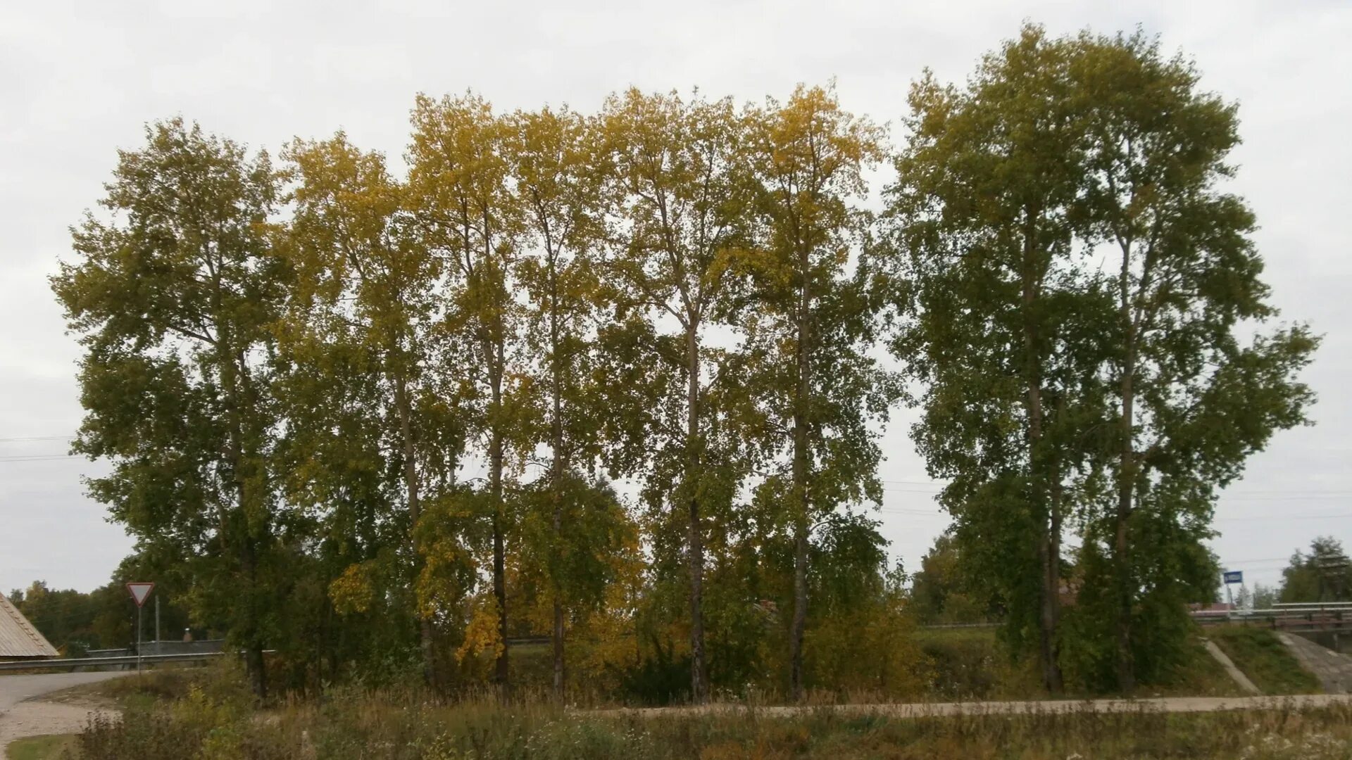 Тополь в Астрахани. Тугайный Тополь. Тополь Северный. Верхушка тополя. Трио тополя