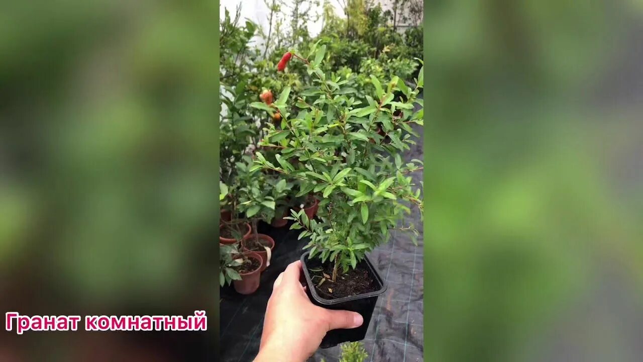 Гранат карфаген бонсай. Гранат карфаген бонсай. Гранат формировка деревца. Гранат комнатный карфаген. Когда пересаживать гранат.