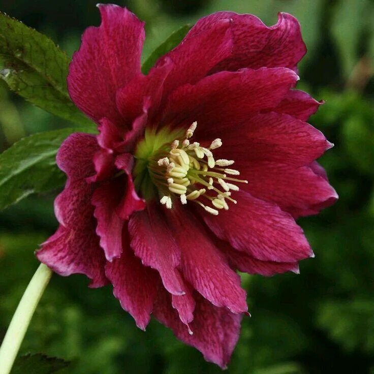 Морозник дабл. Морозник double ellen red. морозник восточный дабл элен ред. морозник helleborus double ellen red. морозник махровый эллен ред.