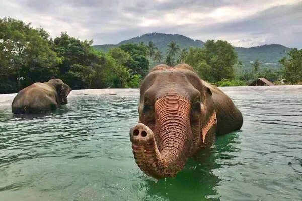 Elephant sanctuary park. Элефант парк Пхукет. Пхукет слоны парк. Самуи животные. Loango National Park слоны в океане.