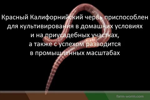 Замечательная особенность этого червя состоит в том