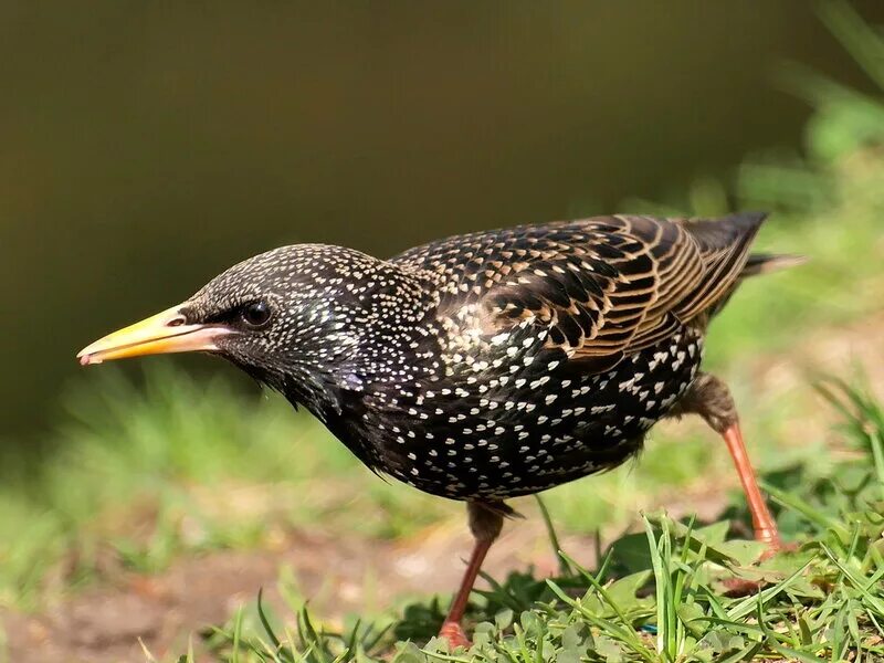 капский скворец. скворец vs дрозд. скворец и певчий дрозд. скворцы грачи дрозды. скворец т дрозд.