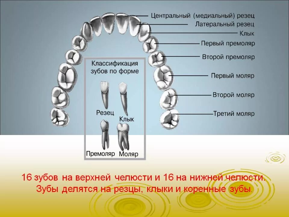 Сколько стоят зубы человека. Резцы моляры премоляры. Резец клык моляр премоляр. Центральный медиальный резец верхней челюсти. Моляр зуб верхней челюсти.