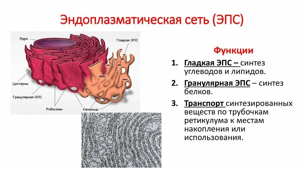 Синтез белка шероховатая эпс. Эндоплазматическая сеть ретикулум функции. Гранулярная ЭПС функции. Гладкая эндоплазматическая сеть и ее функции. ЭПС ретикулум функция.