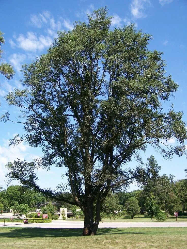 Вид деревьев рода ильм. Ильм вяз дерево. ulmus procera. вяз карагач. вяз elm дерево.