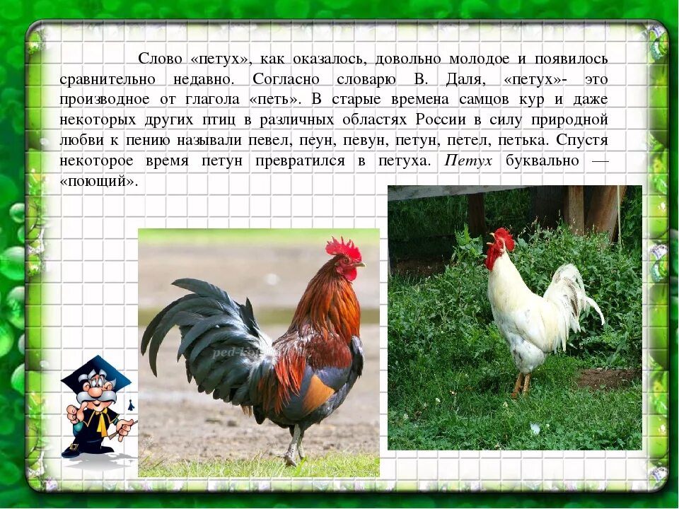 Рассказы петуха. Описание петуха. интересное о петухах. интересные факты о курицах и петухах. сообщение о петухе.