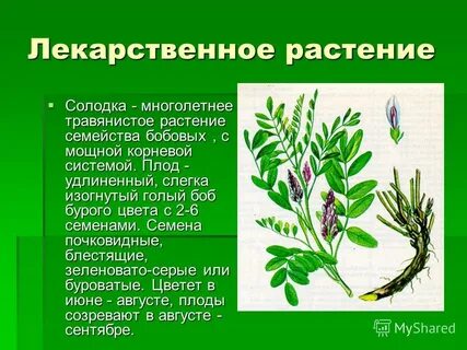 Семейство бобовые корневая система