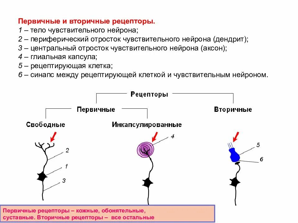 Первичные и вторичные рецепторы, интерорецепторы.. Первичный Рецептор вторичный Рецептор. Первичные и вторичные рецепторы схема. Первичный Рецептор физиология.