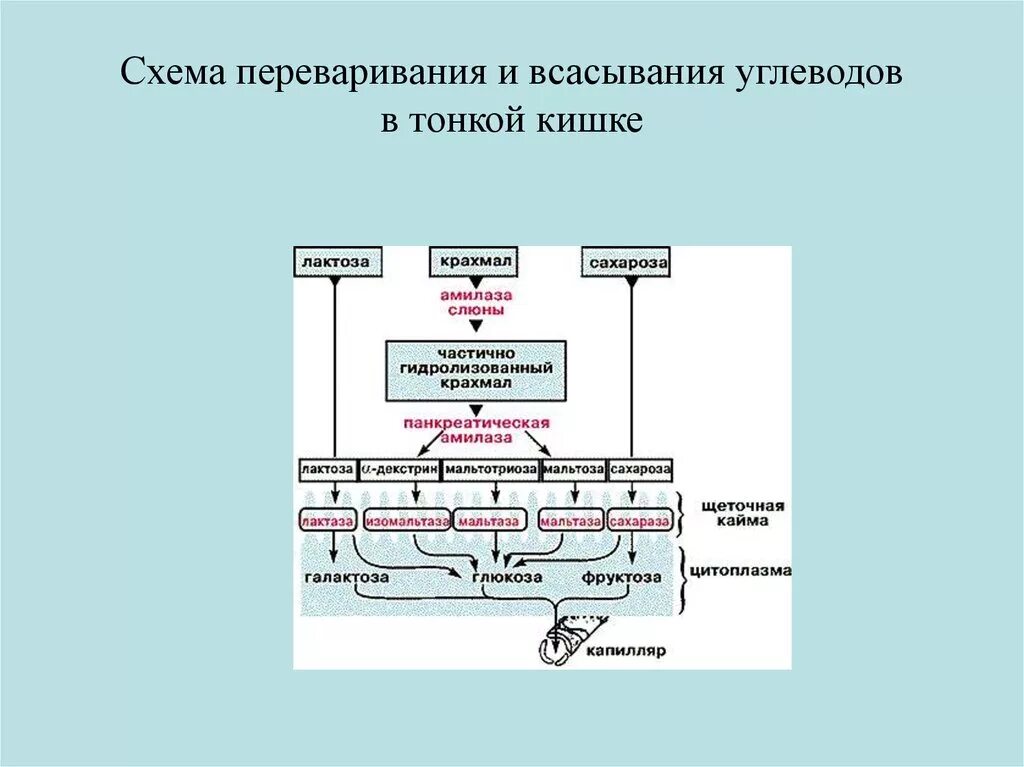 Гидролиз в пищеварении. Переваривание и всасывание углеводов схема. Всасывание продуктов расщепления схема. Схема всасывания жиров в тонком кишечнике. Биохимические механизмы переваривания и всасывания углеводов.