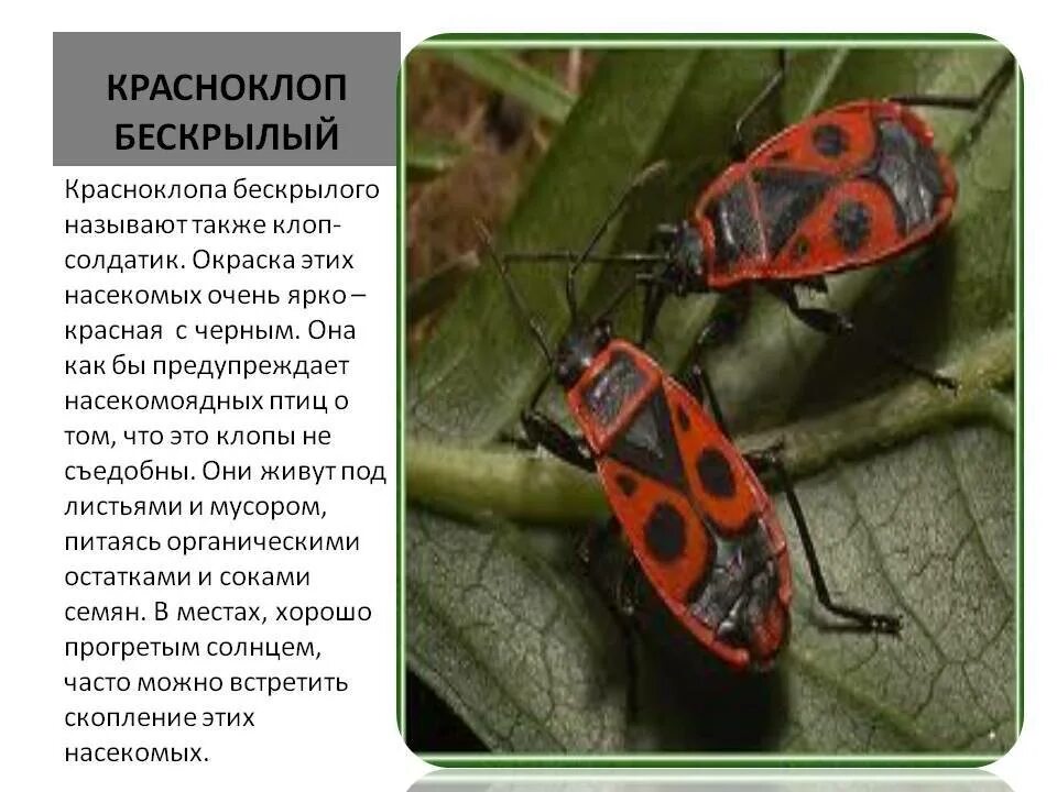 Вред пожарников. Красноклоп бескрылый ( клоп-солдатик) (Pyrrhocoris apterus). Жук пожарник клоп солдатик. Жук красноклоп солдатик. Жук клоп солдатик черный.