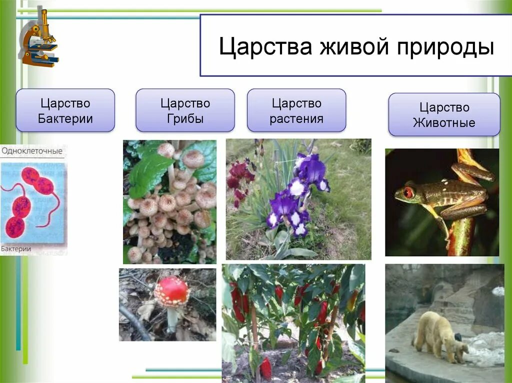 Представители царств живых организмов. Царства живой природы. Царство живой природы растения. 4 Царства живых организмов. Царства живой природы схема.