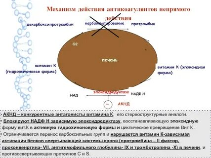 Антикоагулянты непрямого действия механизм действия