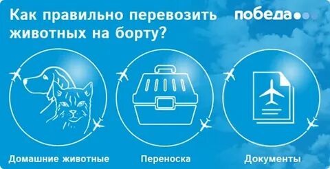 Размеры переноски победа