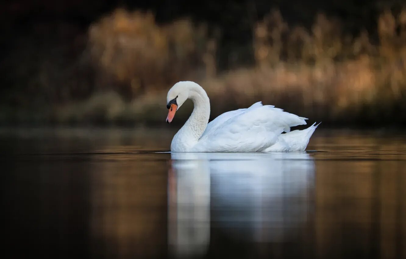 Swan b
