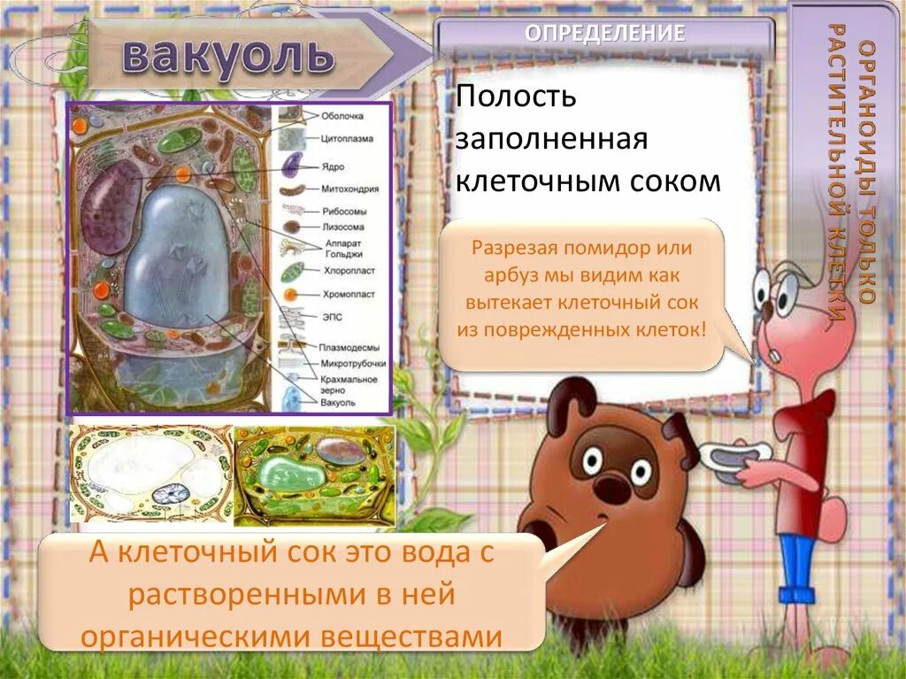 Вакуоль, клеточная мембрана строение и функции 6 класс. Вакуоль заполненная клеточным соком. Крупная центральная вакуоль с клеточным соком. Вакуоль центр клетки. Вакуоль – заполненный клеточным соком пузырёк в растительной клетке.