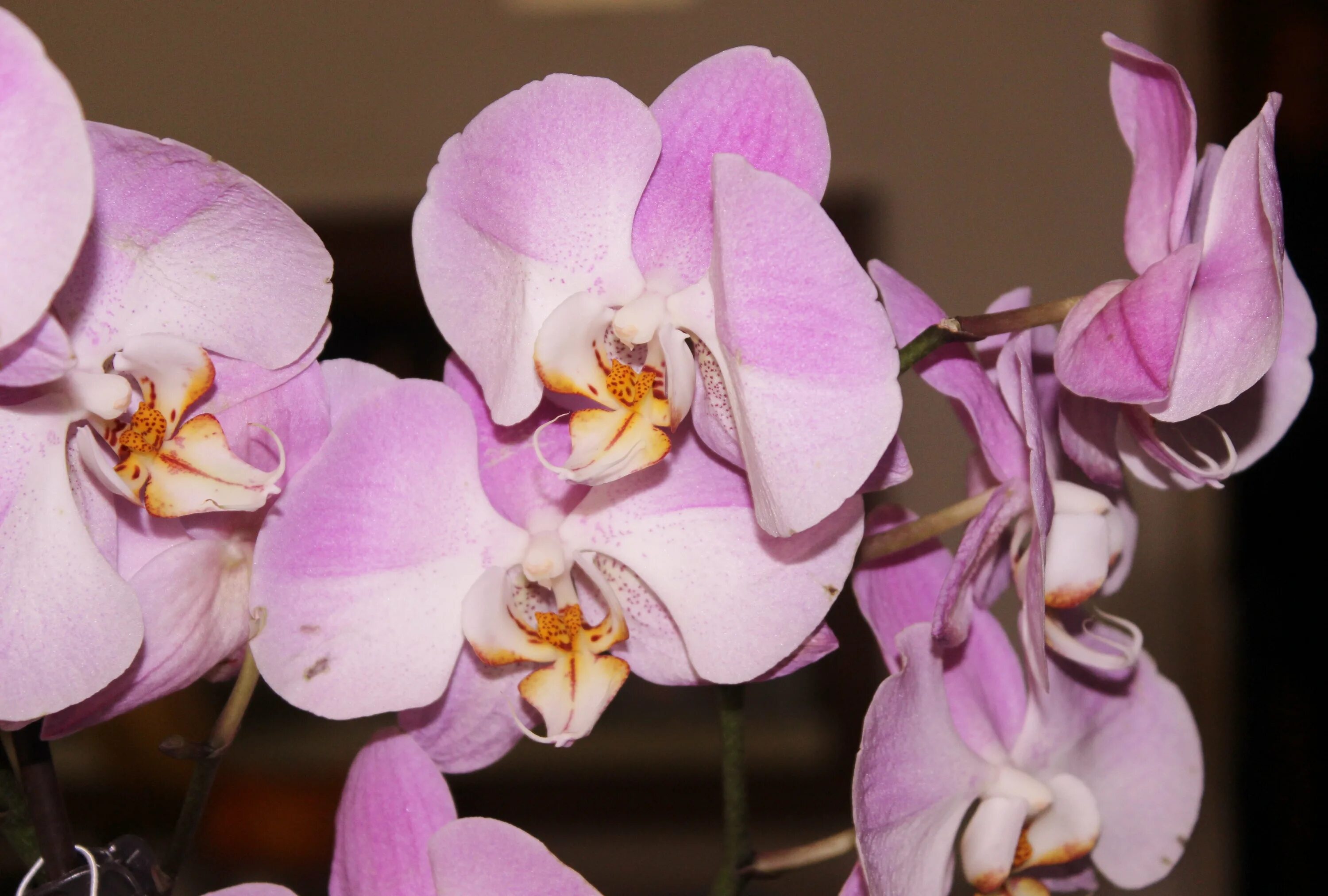 Фаленопсис фото. Фаленопсис Sara blush. Фаленопсис Marillion. Орхидея Phalaenopsis Marillion. Фаленопсис Louisville.