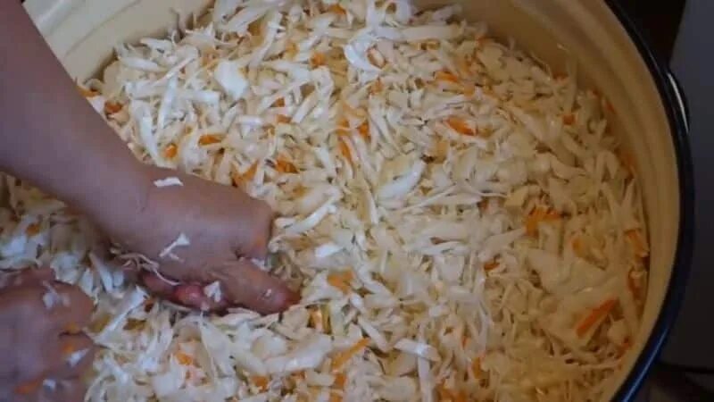 Капуста на зиму в кастрюле хрустящая. Капуста квашеная. соление капусты. тухлая квашеная капуста. квашеная капуста в банке.