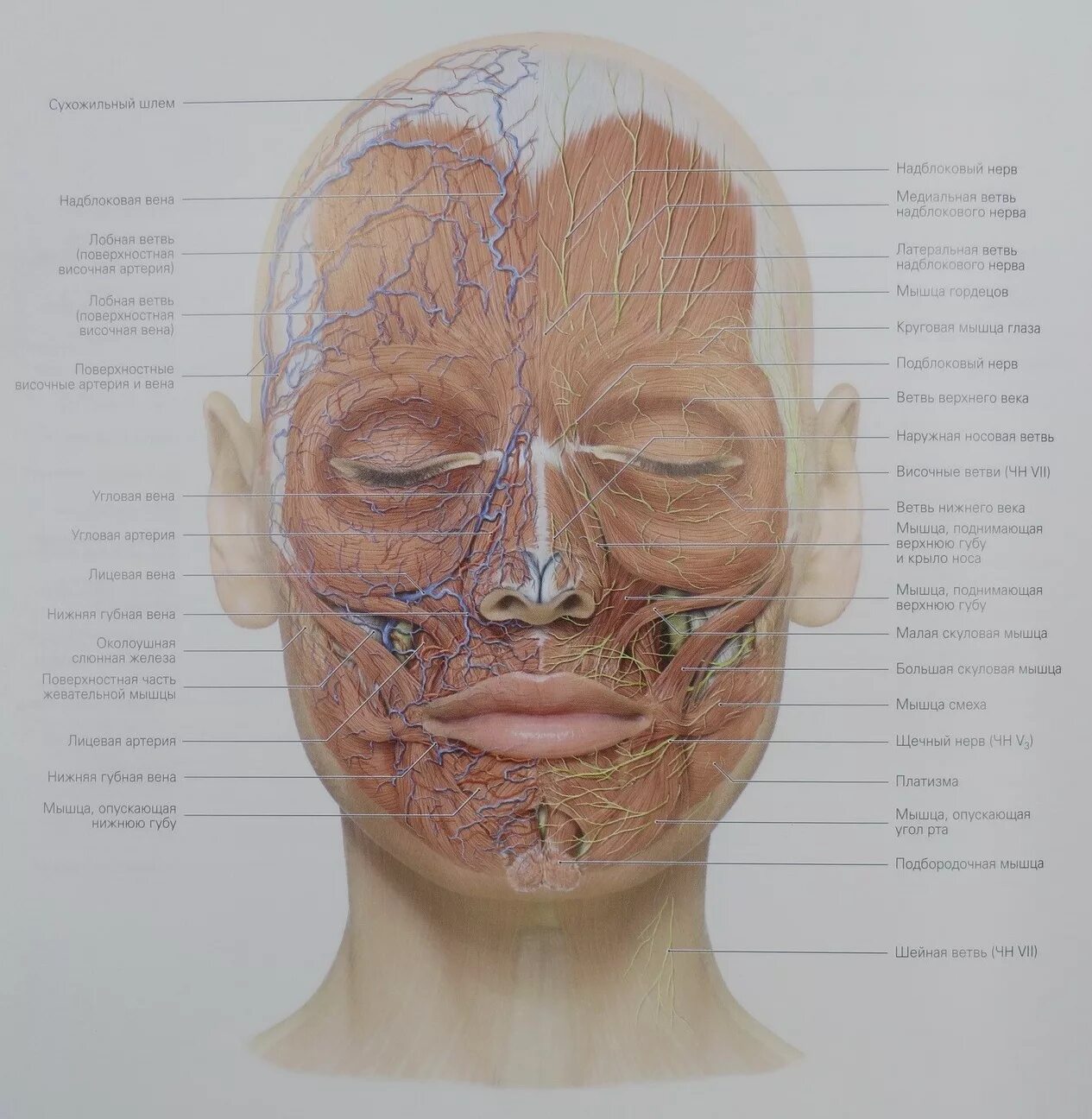 Сосуды на лбу. Мимические мышцы челюстно лицевой области. Лимфа лица анатомия для косметологов. Кровоснабжение мимических мышц лица. Опасные анатомические зоны лица.