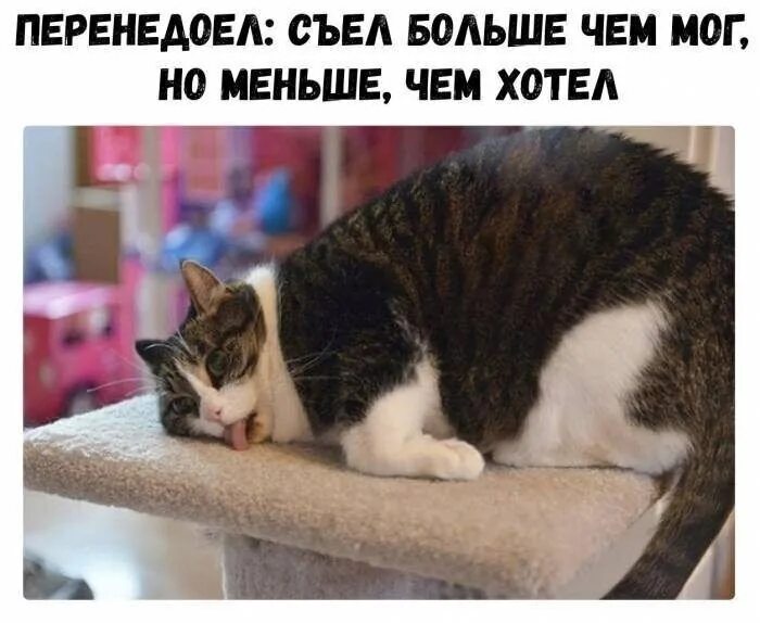 Bored cat