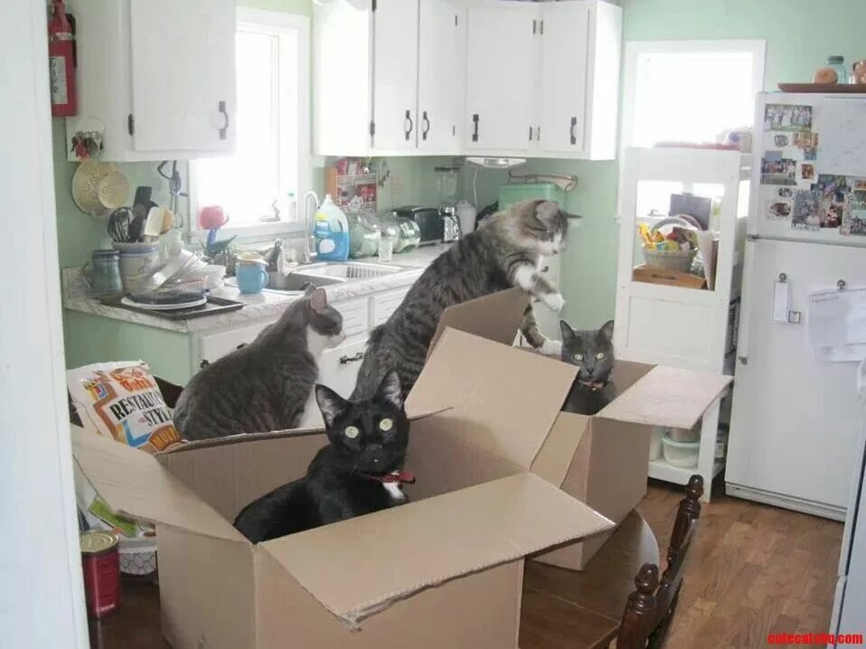 Cats kitchen. Cat in the Kitchen. Кошка под столом. Кот над коробкой. Два кота в коробке.
