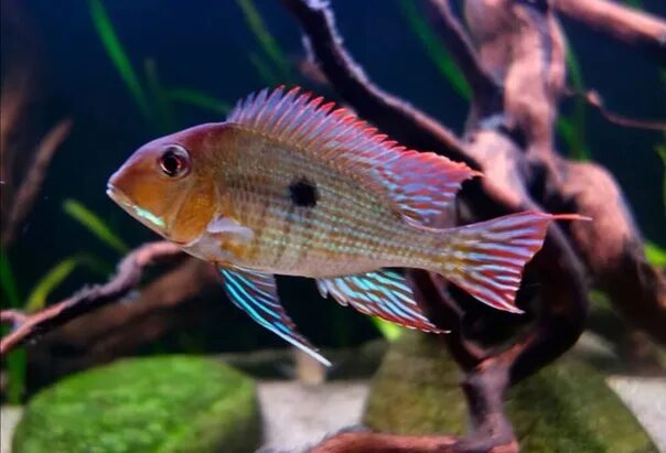 Geophagus sveni Freshwater aquarium fish, Saltwater aquarium fish, Tropical fish