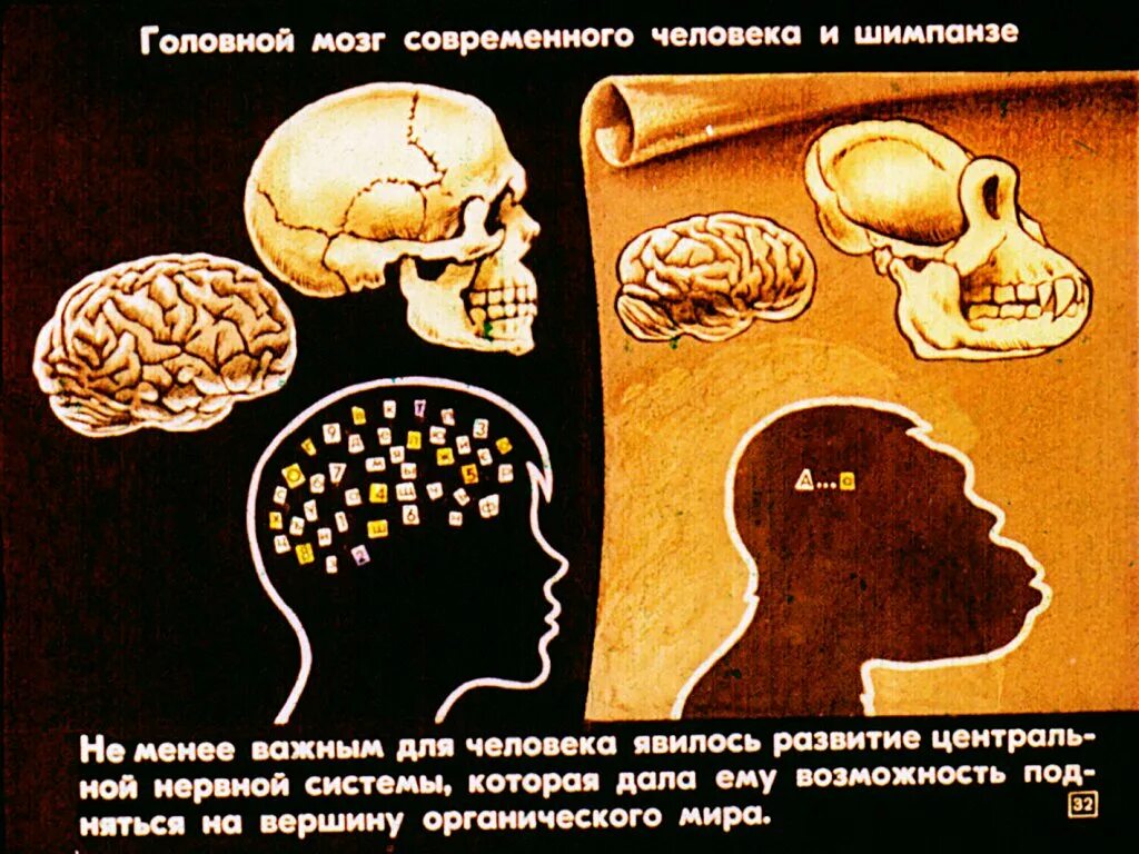 Головной мозг шимпанзе. Объем мозга современного человека. Мозг древнего человека и современного