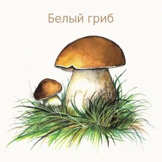 Лесные грибы картинки для детей