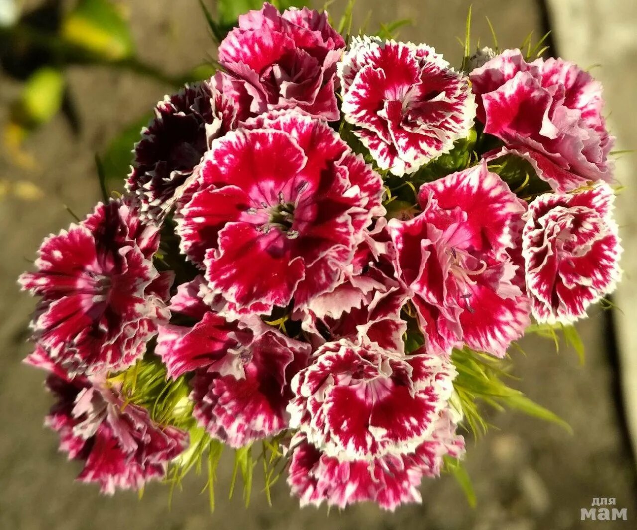 Гвоздика турецкая махровая. Гвоздика бородатая - Dianthus barbatus. Гвоздика Шабо махровая. Гвоздика турецкая нигриканс. Гвоздика Шабо Розина.