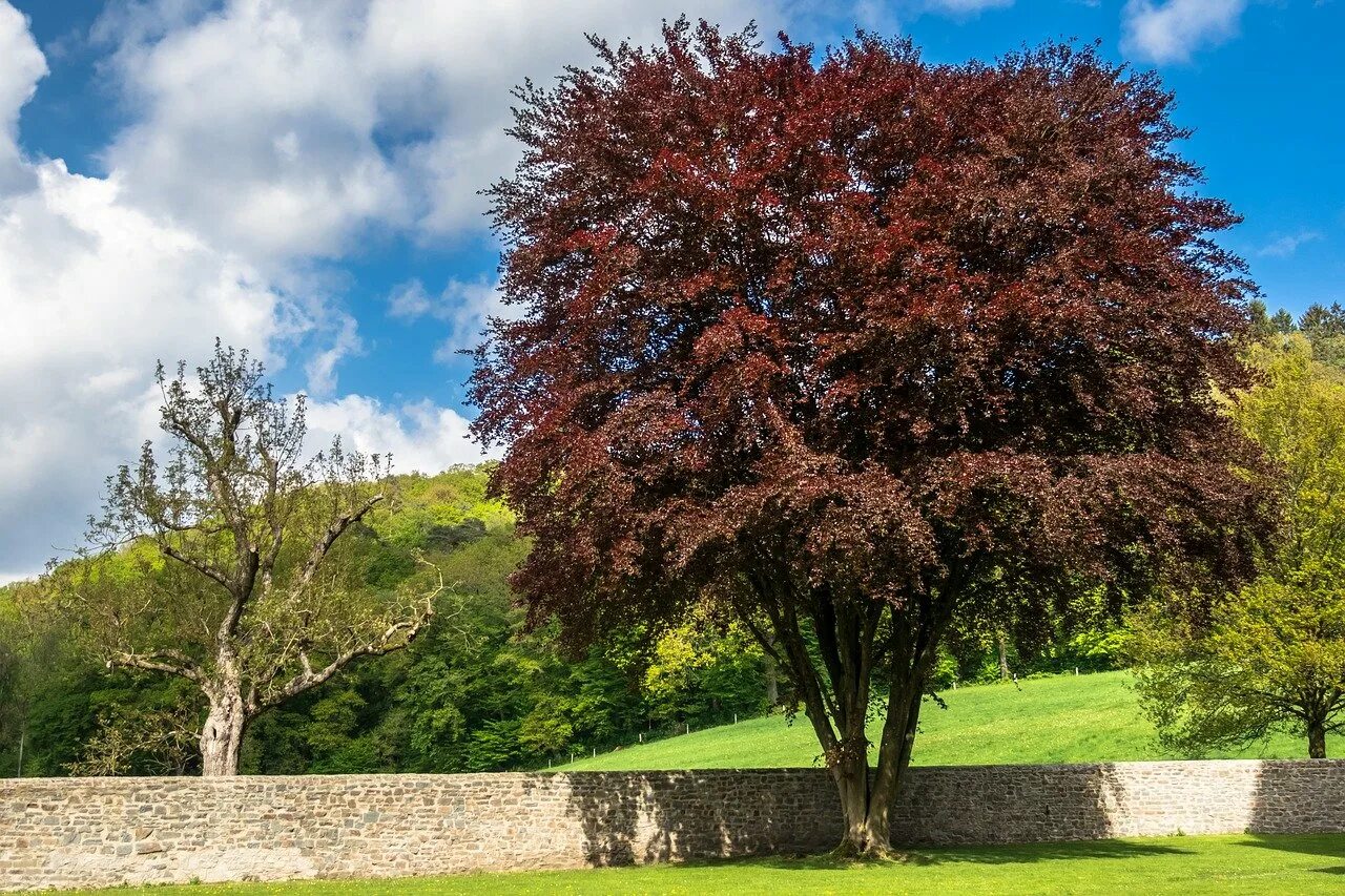 Fagus sylvatica Atropurpurea. Бук Лесной Атропурпуреа. Бук Европейский Beech. Бук Лесной дерево