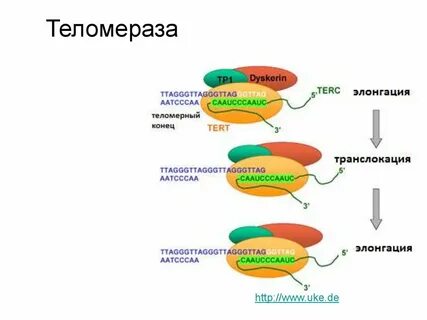 Теломераза это