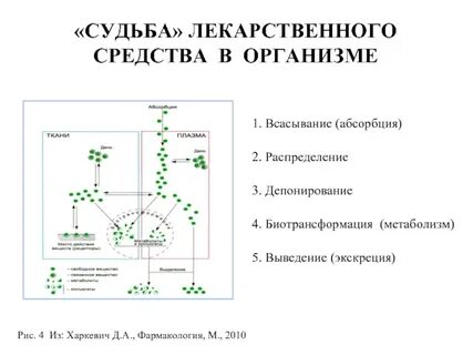 Всасывание лекарственных веществ