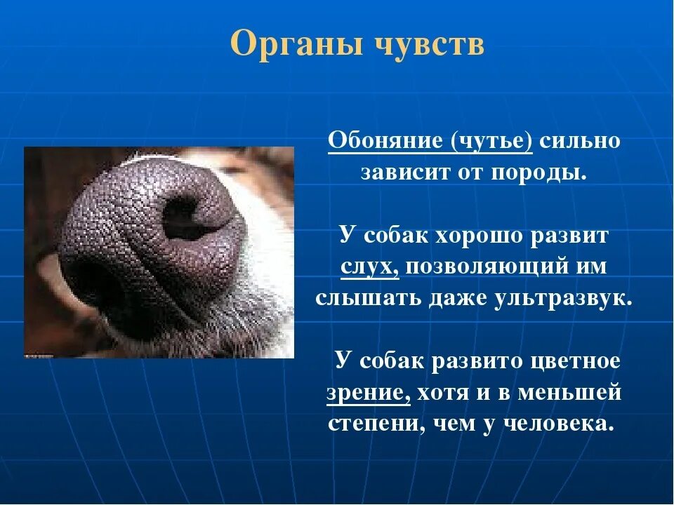 Чутье 8 букв. Органы чувств собаки. Орган обоняния у животных. Органы чувств зрение и слух. Органы чувств обоняние.