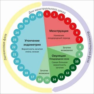 Что значит фертильность в женском календаре