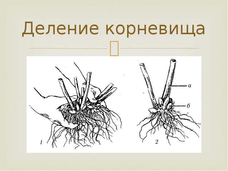 Надземные части корня. Вегетативное размножение делением куста. Вегетативное размножение корневыми клубнями. Вегетативное размножение растений делением куста. Размножение комнатных растений делением корневища.