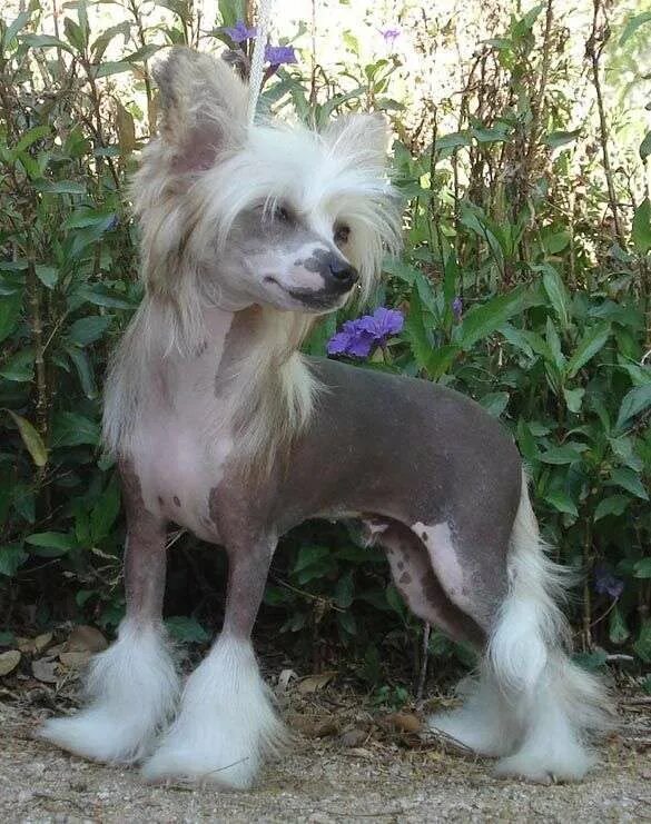 Китайская лохматая собака. Китайская хохлатая кобби. Хохлатая писта. Китайская хохлатая. Хохлатая собака сколько живет.