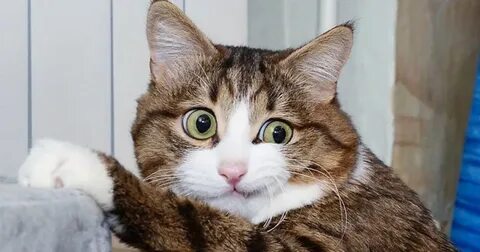 Ну кошечка
