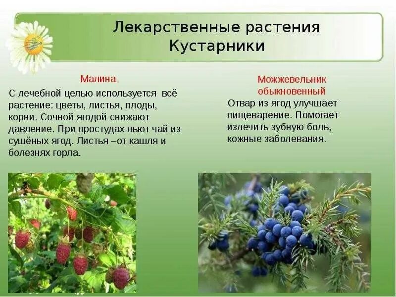 Сообщение о полезных растениях. Лекарственные кустарники. информация о лечебных растениях. лекарственные травы. лекарственные растения кусты.