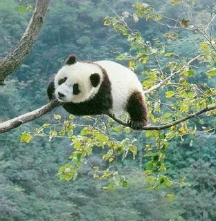 Panda am