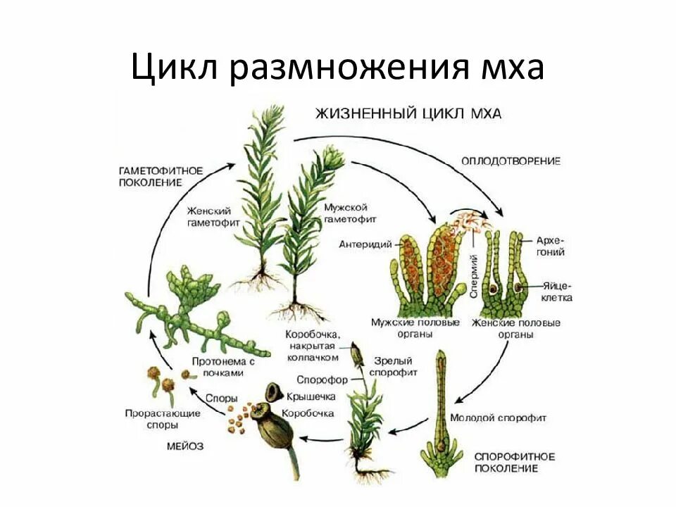 Формирование зиготы у мхов