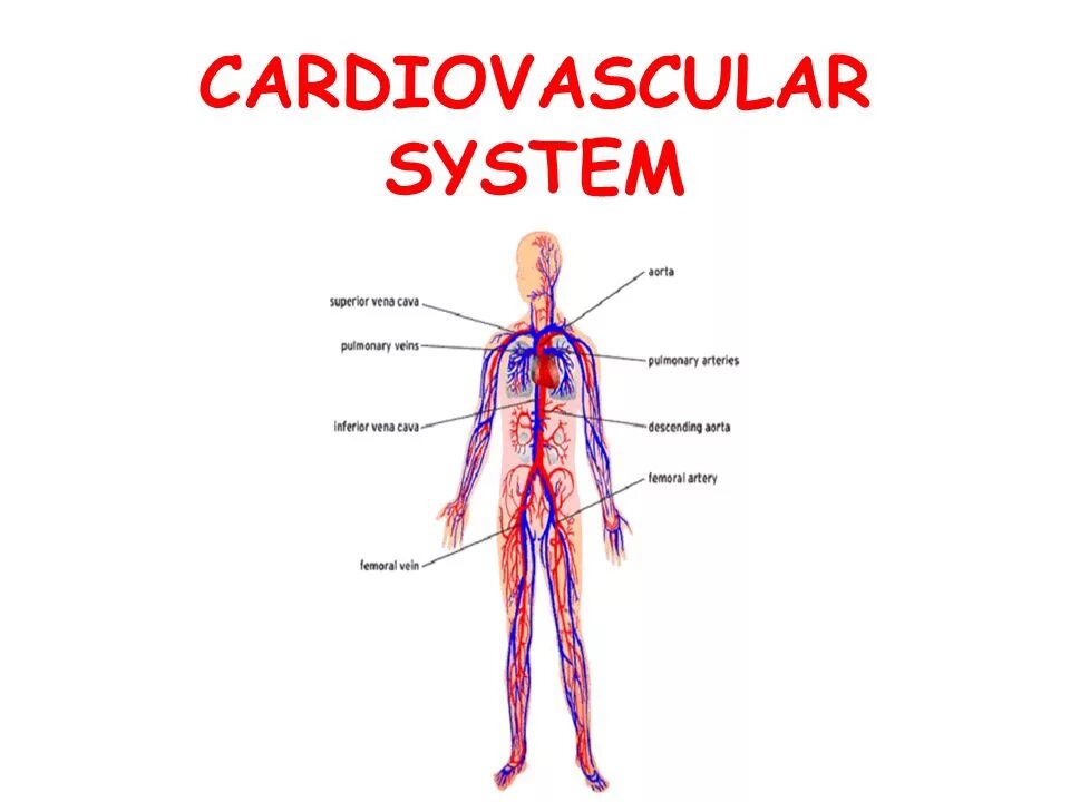 The cardiovascular System function. Cardio System. Cardiovascular system