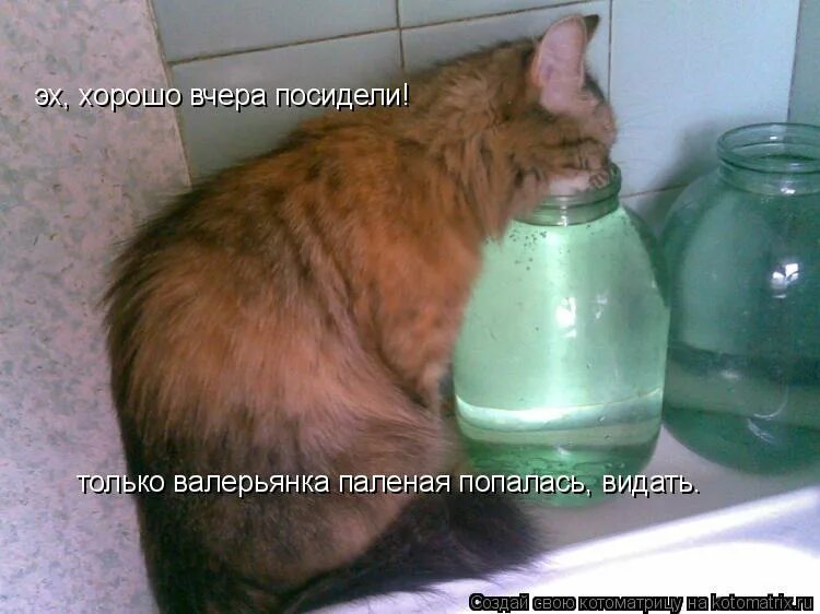 Валерьянка была паленой. Почему вчера было. Это было вчера. Вовочка и дедушка анекдот. Вчера было так хорошо что сегодня плохо.