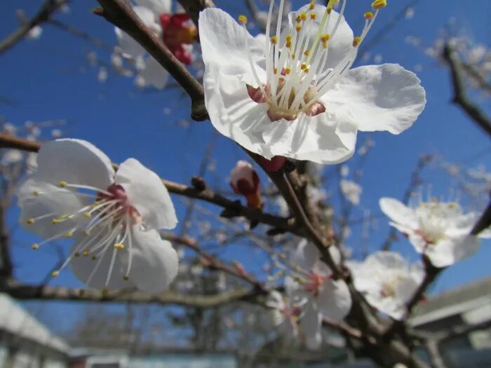 весенняя рапсодия. ноктюрн 2 весенняя рапсодия. весенняя рапсодия картинки. цветение сакуры фукуока. весенняя рапсодия.