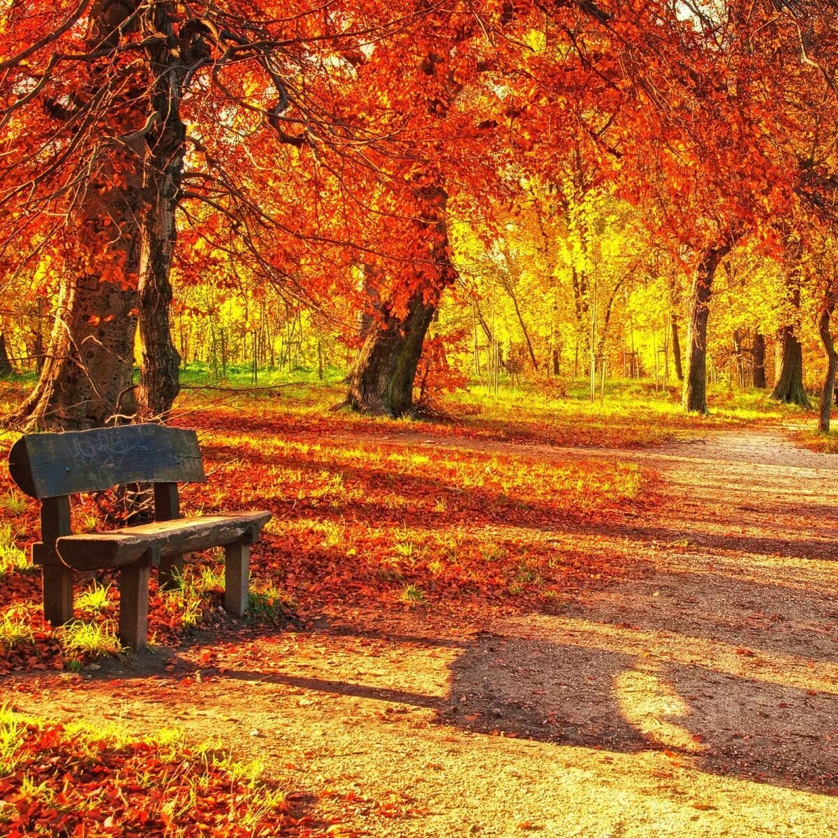 Осень без людей. Осенний парк. Осенняя аллея. Осенний парк скамейка. Картинки на рабочий стол осень.
