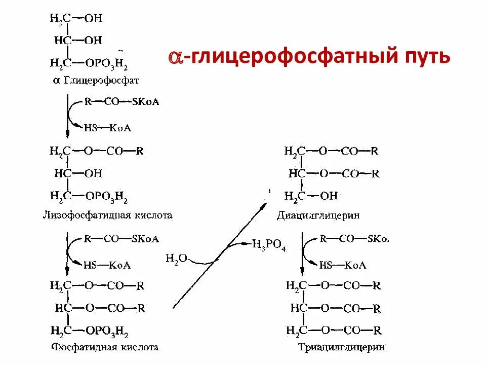 Образуются две молекулы глицерофосфата. Источники альфа глицерофосфата в жировой ткани. альфа глицерофосфат формула. синтез глицерофосфата в печени и жировой ткани. образование альфа глицерофосфата в печени и жировой ткани.