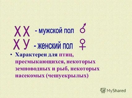 Хромосома отвечающая за пол будущего ребенка